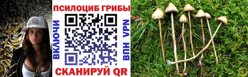 Купить  Новомичуринск  Псилоцибиновые грибы Psilocybine cubensis 